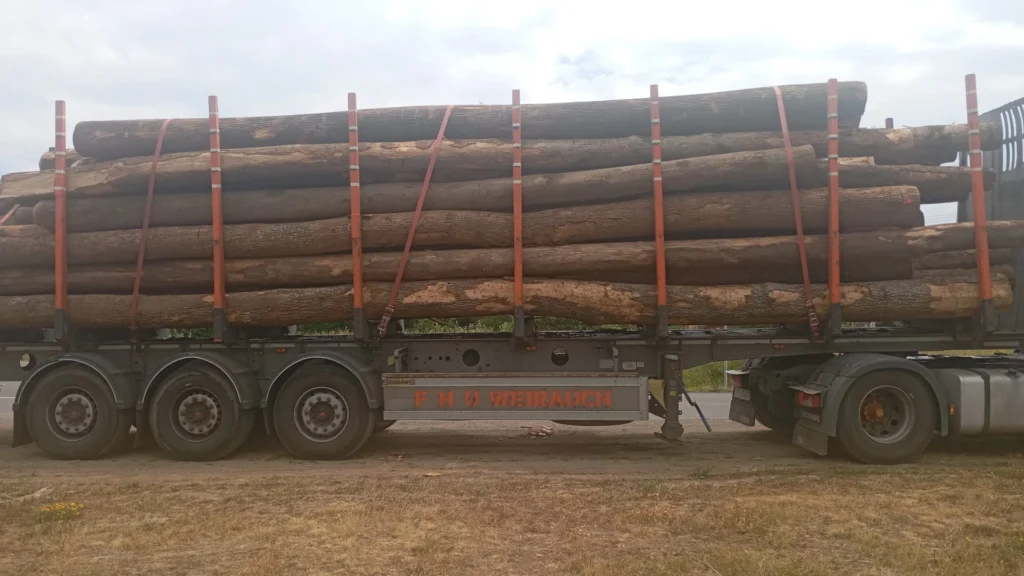 JESION – drewno tartaczne, długość 6-12 m – SPRZEDAM