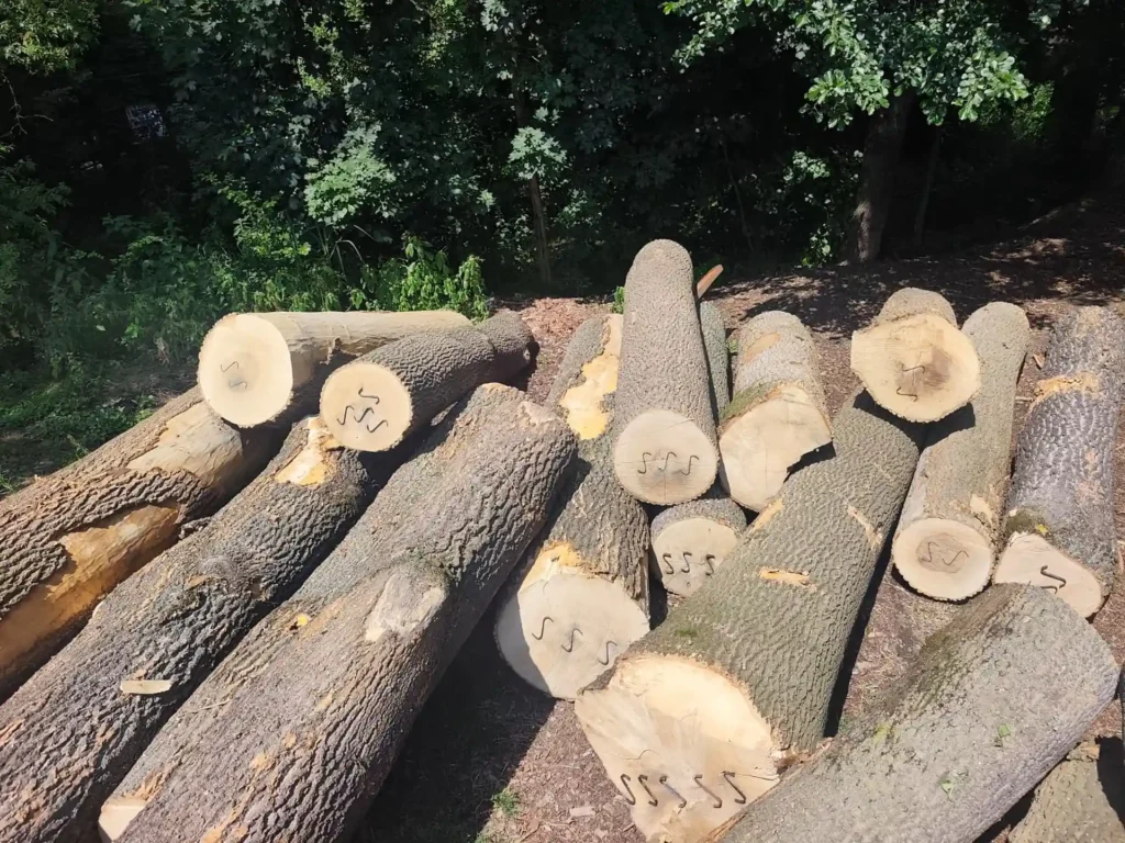 JESION – kłody tartaczne, długość 3 m – SPRZEDAM