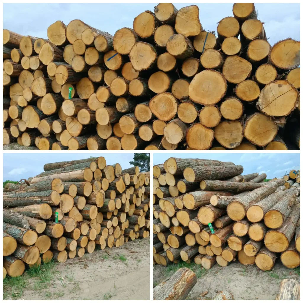 DĄB – kłody tartaczne, długość 3 m – SPRZEDAM