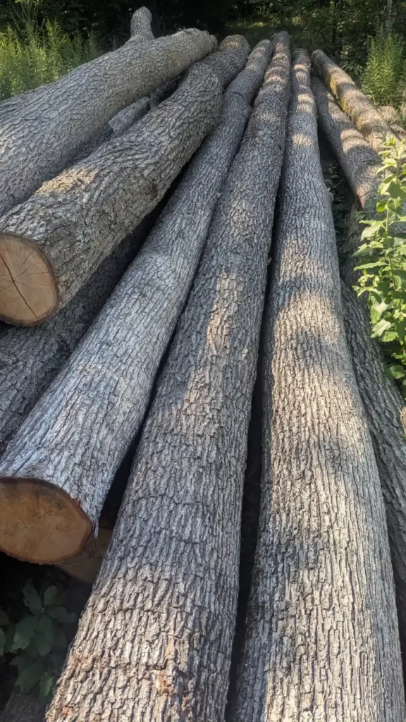 DĄB – dłużyce tartaczne, długość 6-11 m – SPRZEDAM