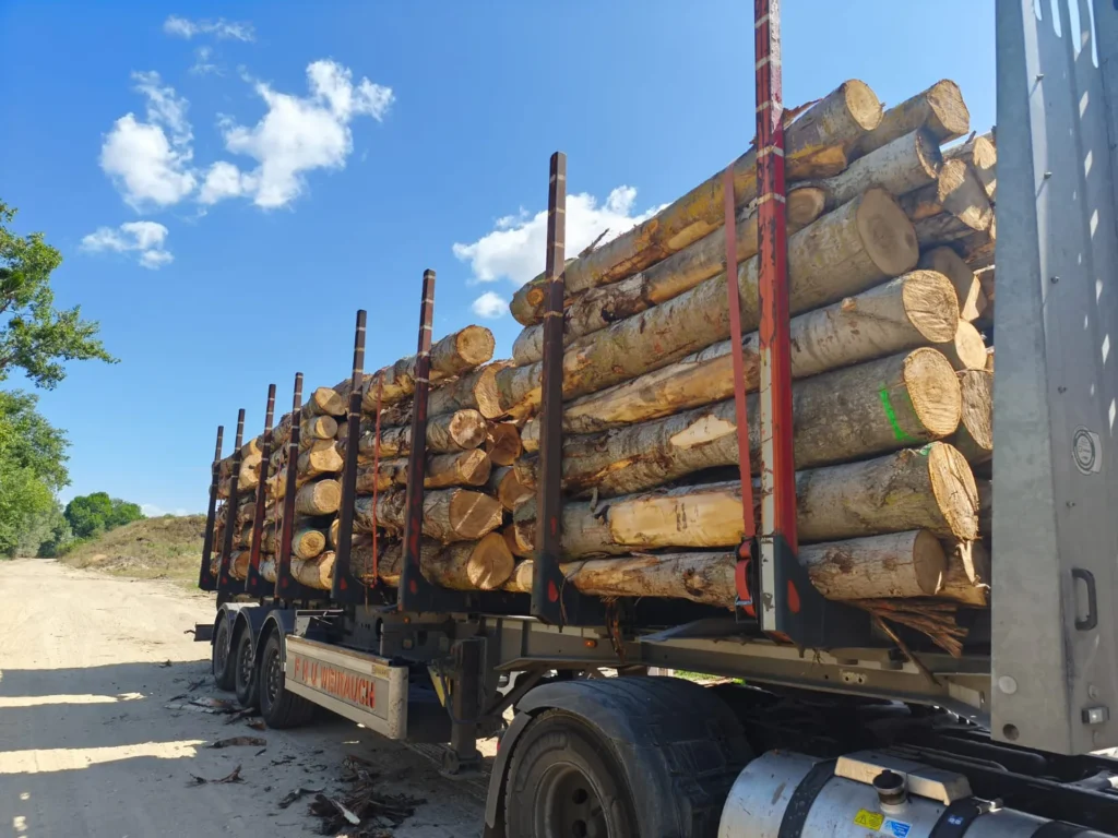 TOPOLA – kłody tartaczne, długość 2,5 m – SPRZEDAM