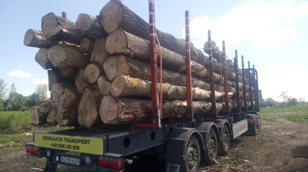 TOPOLA – kłody tartaczne, długość 4/5/6 m – SPRZEDAM