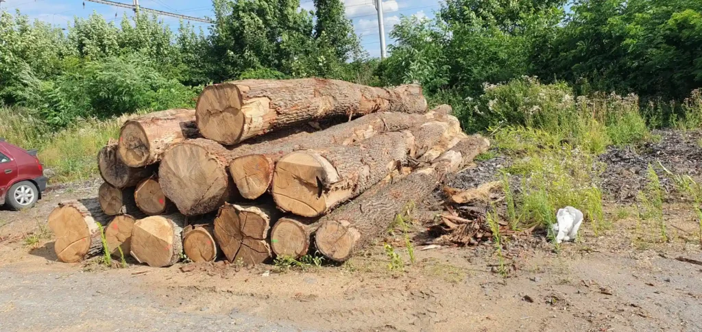 DĄB – dłużyce tartaczne, długość 8/10 m – SPRZEDAM