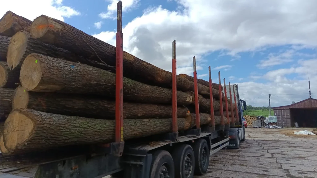 DĄB – kłody tartaczne, długość 4 m – SPRZEDAM