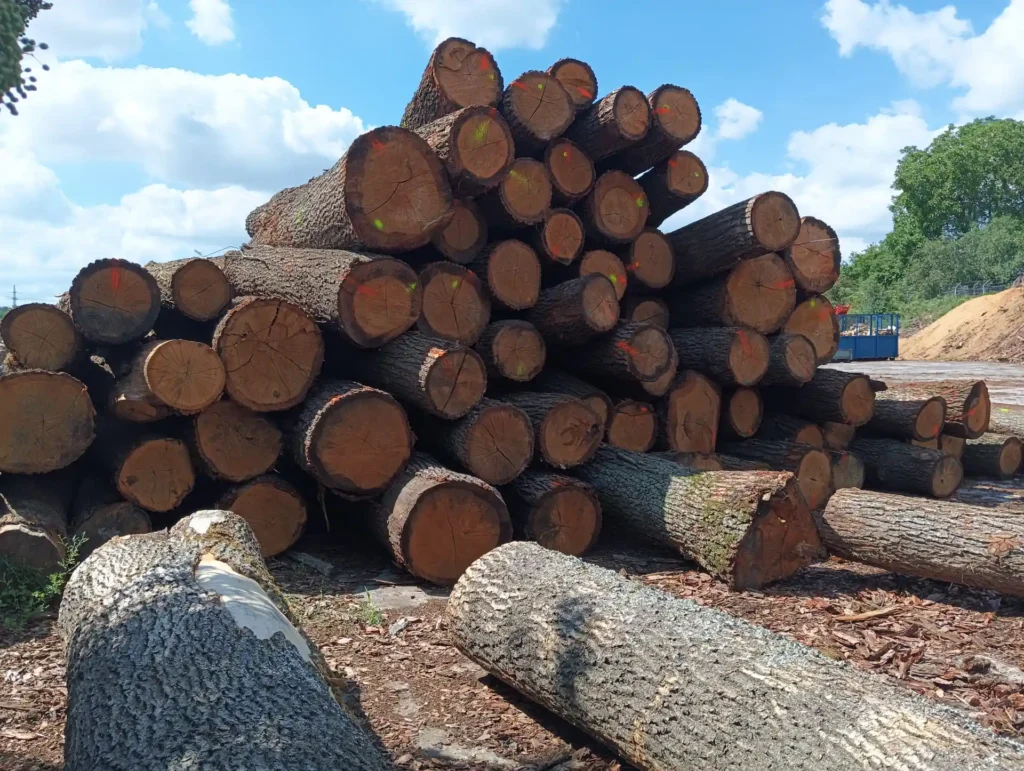 DĄB – kłody tartaczne, długość 3/4/5 m – SPRZEDAM