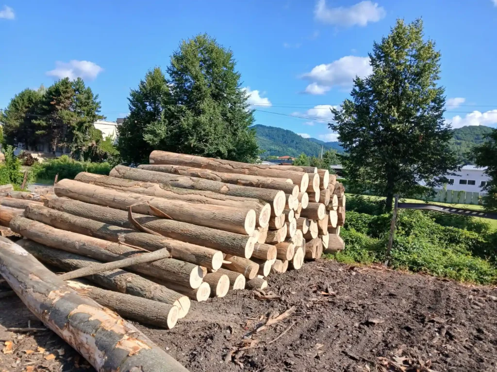 JESION – kłody tartaczne, długość 4 m – SPRZEDAM