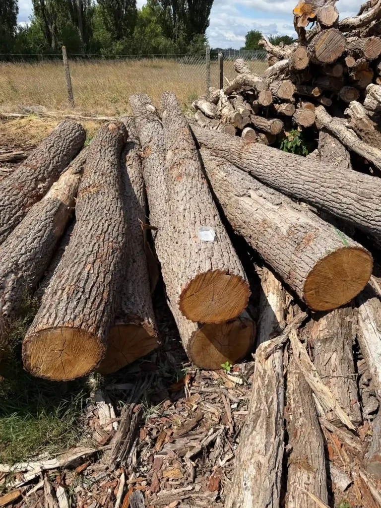 DĄB – kłody tartaczne, posusz, długość 3-6 m – SPRZEDAM