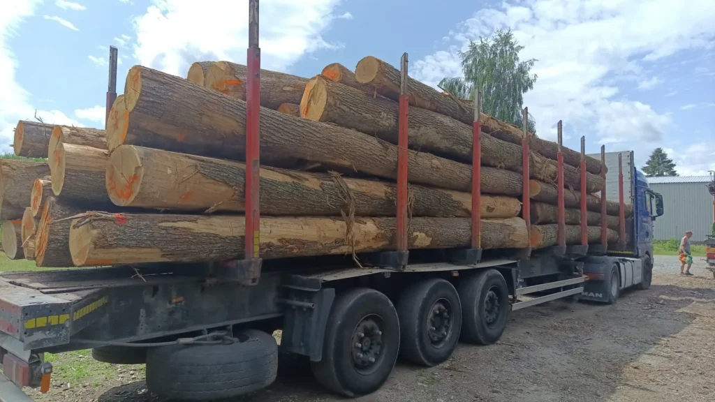 DĄB – dłużyce tartaczne, długość 6-8 m – SPRZEDAM
