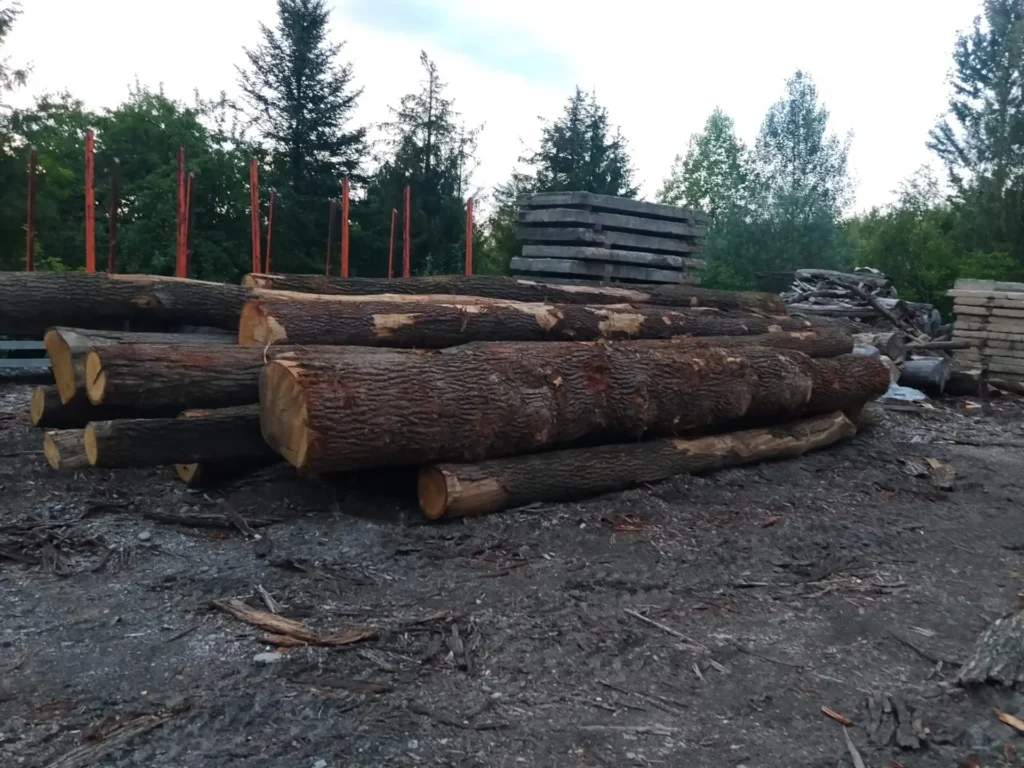 DĄB – dłużyce tartaczne, długość 8-10 m – SPRZEDAM