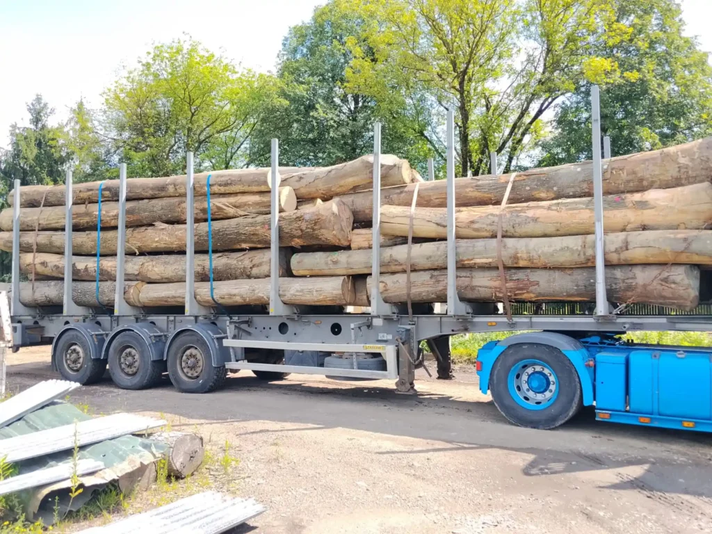 DĄB CZERWONY– kłody tartaczne, długość 4/5/6 m – SPRZEDAM