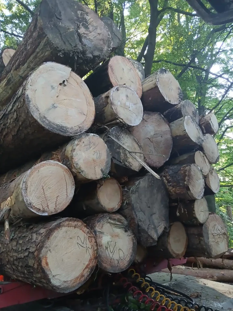 SOSNA – dłużyce tartaczne, długość 8/10/12 m – SPRZEDAM