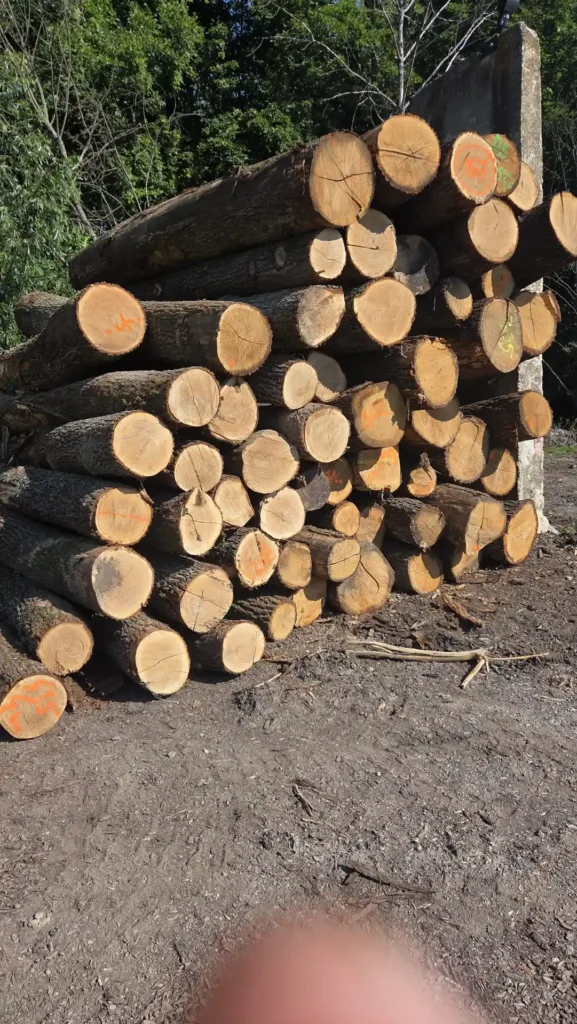 DĄB – kłody tartaczne, długość 4 m – SPRZEDAM