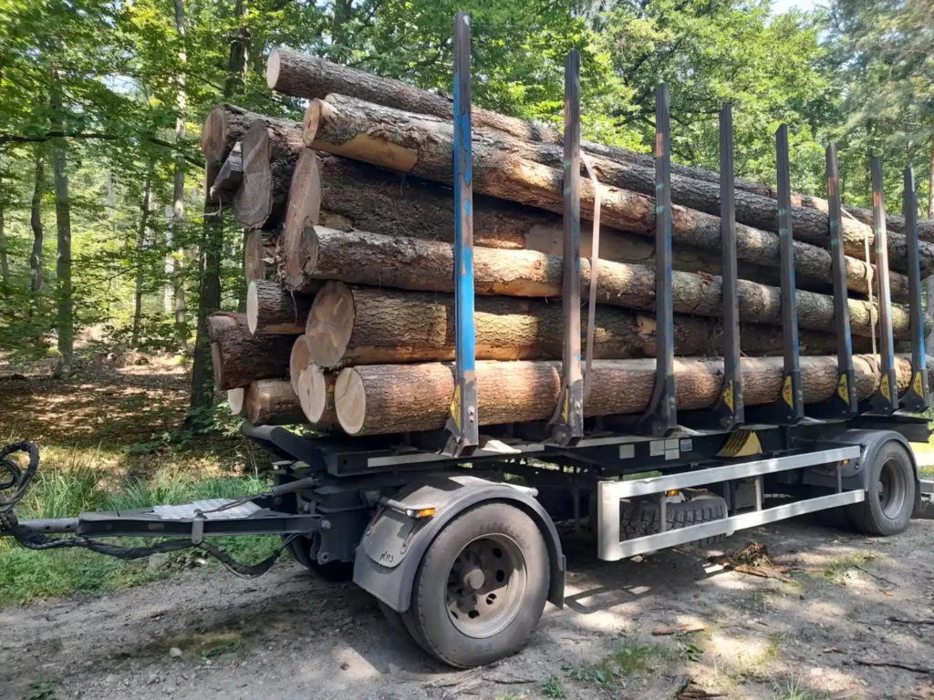 DAGLEZJA – drewno tartaczne, długość 5/6/7 m – SPRZEDAM