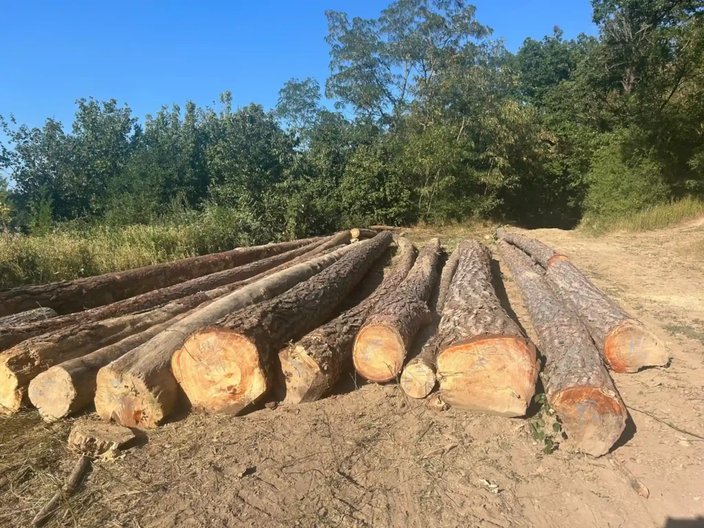 SOSNA – dłużyce tartaczne, długość 8/10/12 m – SPRZEDAM