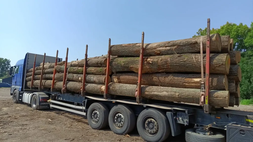 DĄB – klody tartaczne, długość 4 m – SPRZEDAM
