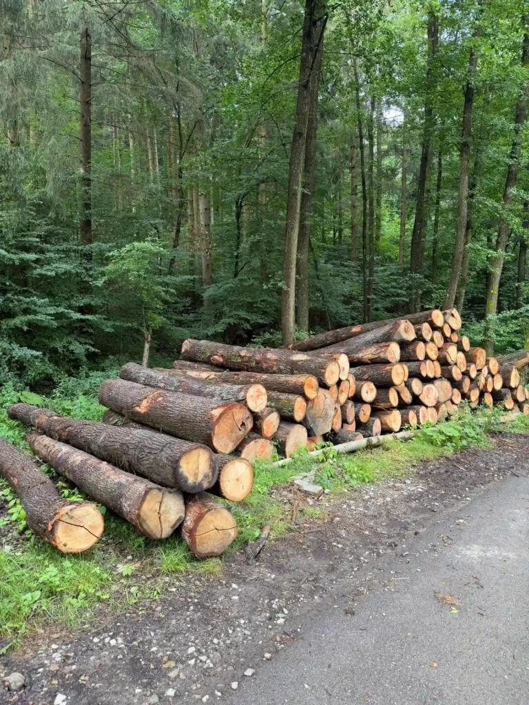 DĄB – drewno tartaczne, długość 3-8 m – SPRZEDAM