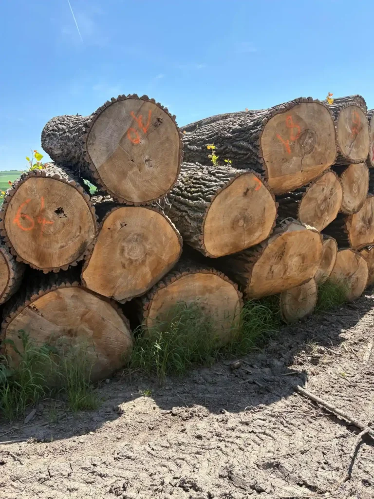 TOPOLA – kłody tartaczne, długość 2,5 i 5 m – SPRZEDAM