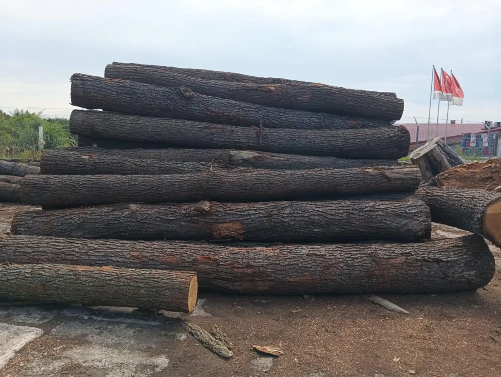 DĄB – kłody tartaczne, długość 4 m – SPRZEDAM