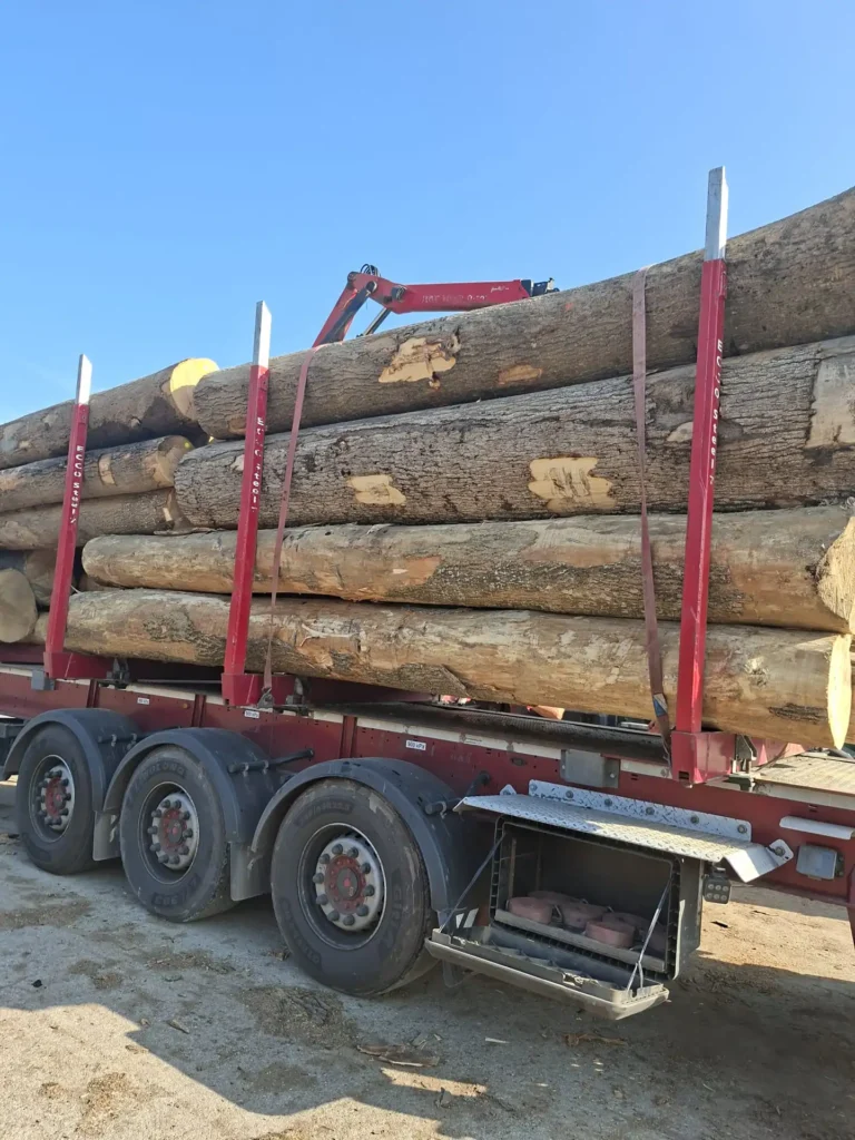 JESION – kłody tartaczne, długość 4/5 m – SPRZEDAM