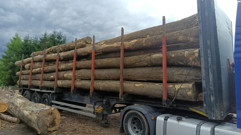 JESION – dłużyce tartaczne, długość 6-12 m – SPRZEDAM