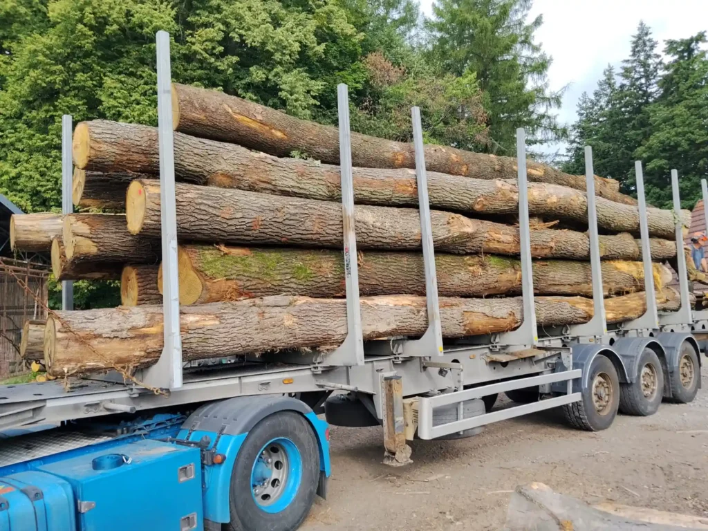 DĄB – dłużyce tartaczne, długość 8-11 m – SPRZEDAM