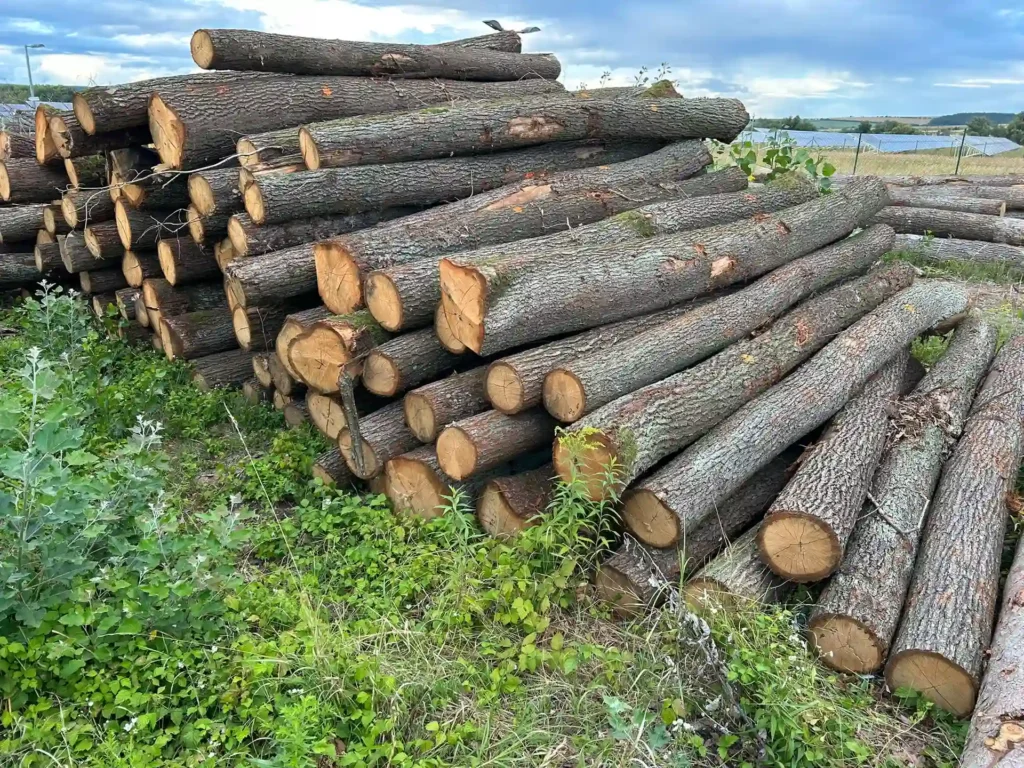DĄB – kłody tartaczne, długość 4 m – SPRZEDAM