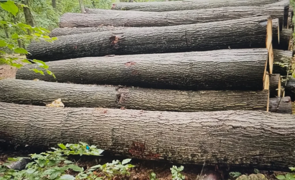 DĄB CZERWONY – kłody tartaczne, długość 4 m – SPRZEDAM