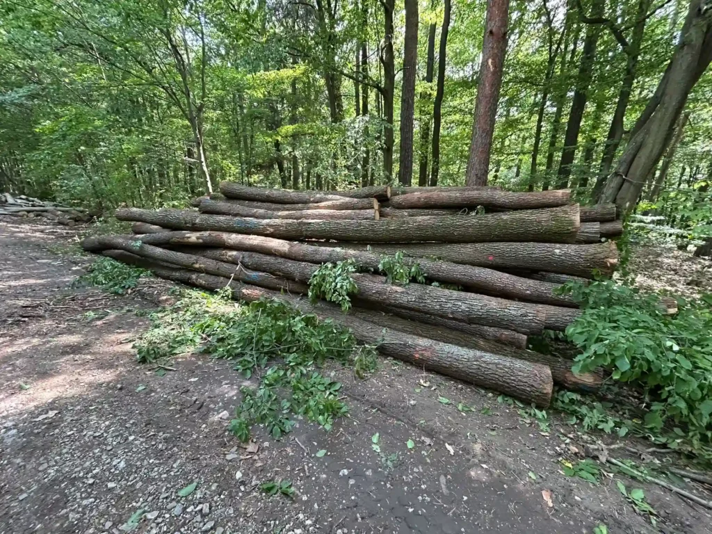 DĄB – drewno tartaczne, długość 3,1-11,5 m – SPRZEDAM