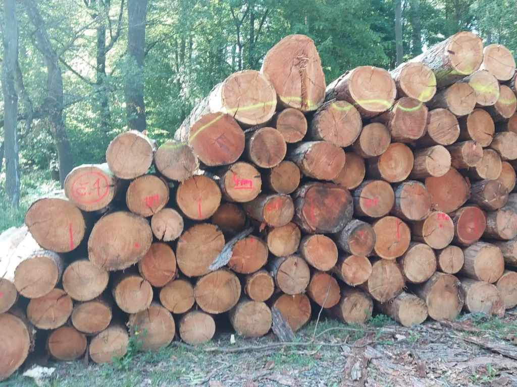 MODRZEW – kłody tartaczne, długość 4 m – SPRZEDAM