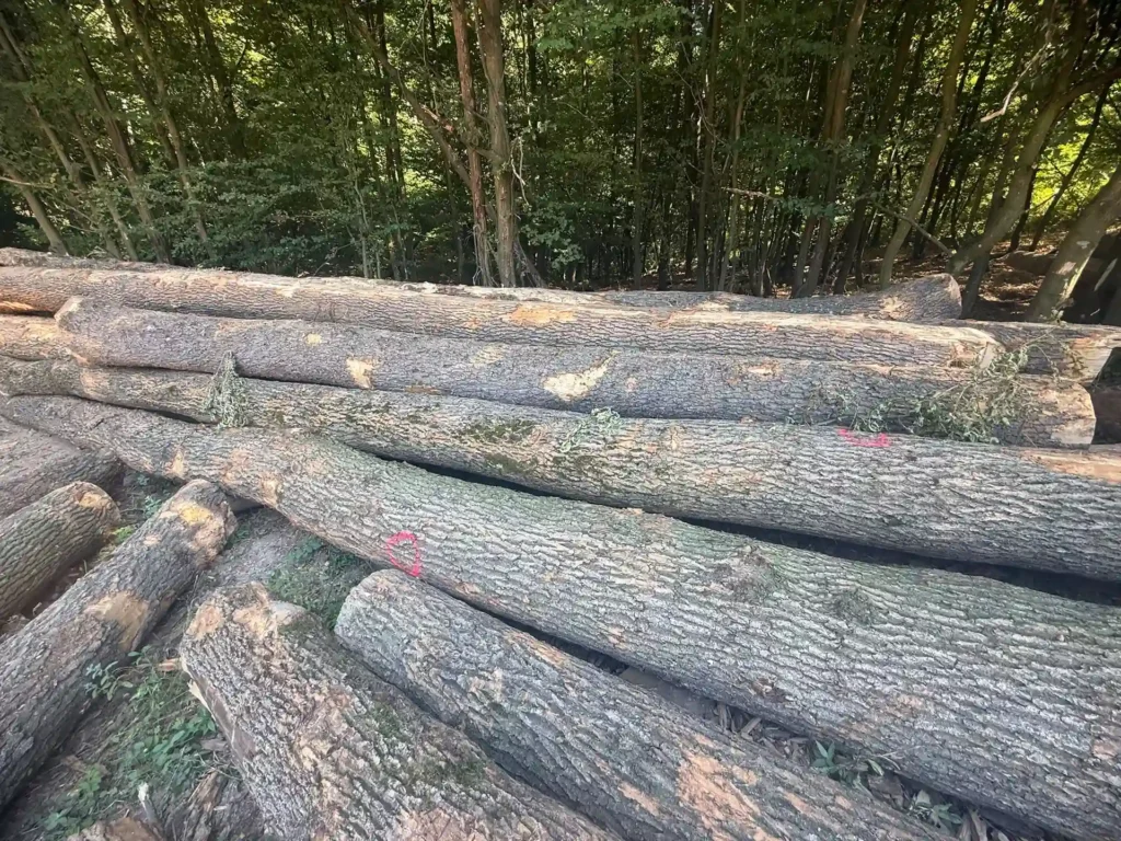 JESION – dłużyce tartaczne, długość 6-12 m – SPRZEDAM