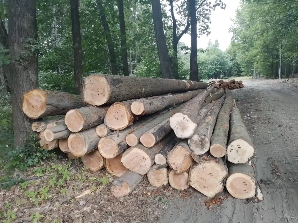DAGLEZJA – dłużyce tartaczne, długość 8/10/12 m – SPRZEDAM