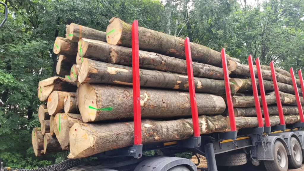 JESION – drewno tartaczne, długość 4-8 m – SPRZEDAM