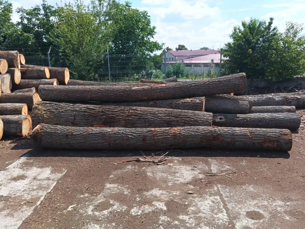 DĄB – kłody tartaczne, długość 3/4/5/6 m – SPRZEDAM