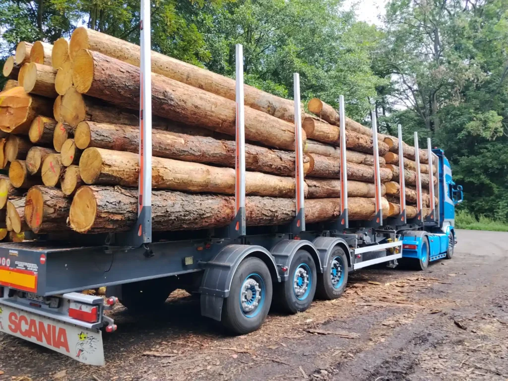 MODRZEW – kłody tartaczne, długość 4 m – SPRZEDAM