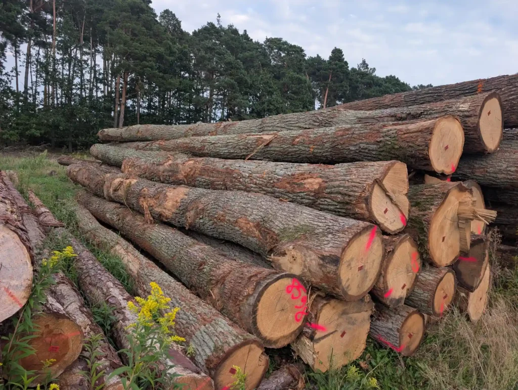 DĄB – drewno tartaczne, długość 4-12 m – SPRZEDAM