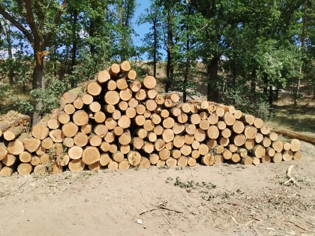 DĄB – kłody tartaczne, długość 3 m – SPRZEDAM