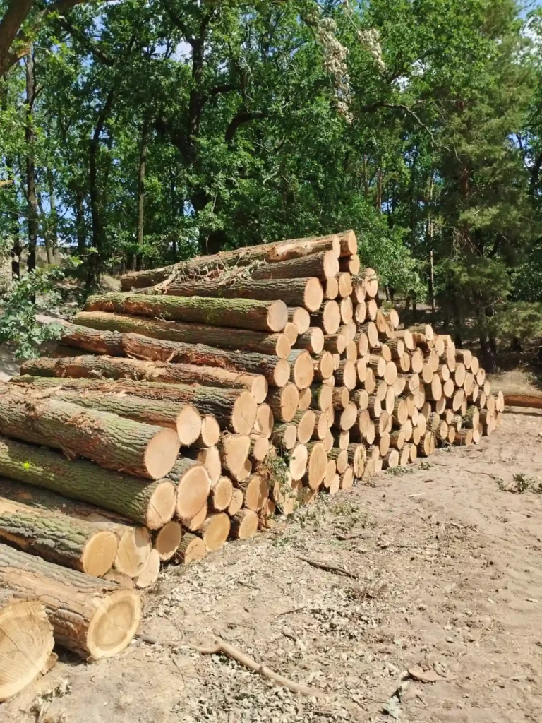 DĄB – kłody tartaczne, długość 3 m – SPRZEDAM