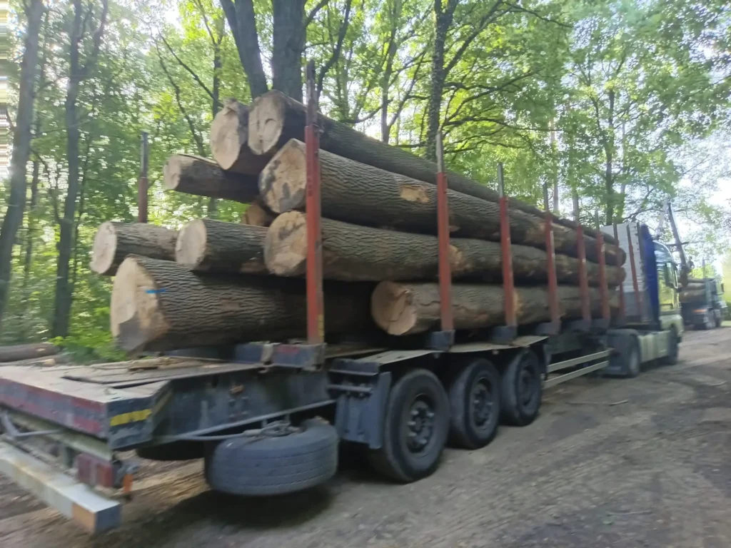 JESION – dłużyce tartaczne, długość 6-11 m – SPRZEDAM