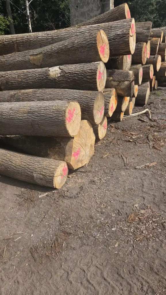 JESION – kłody tartaczne, długość 4 m – SPRZEDAM