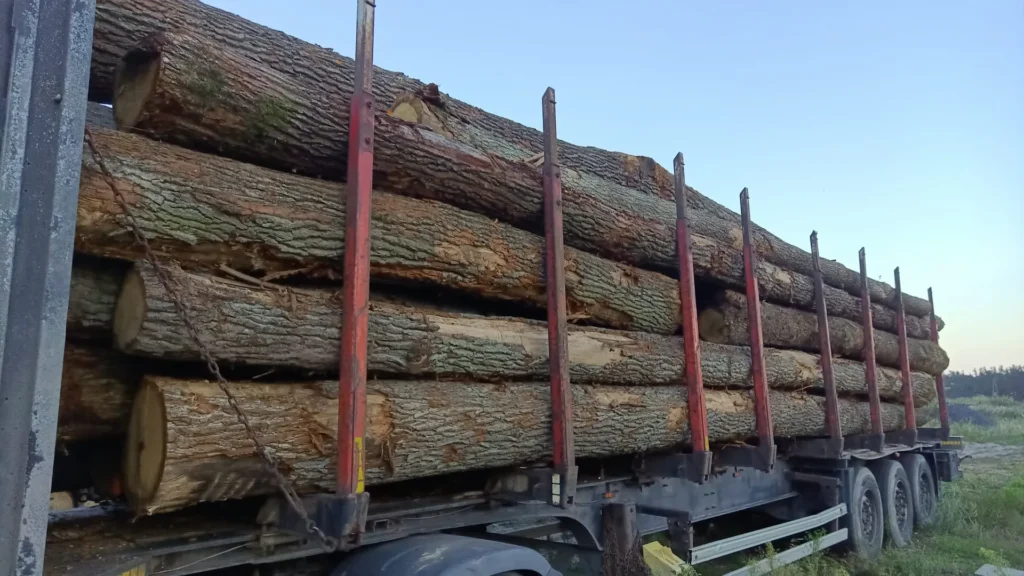 DĄB – drewno tartaczne, długość 5-11 m – SPRZEDAM