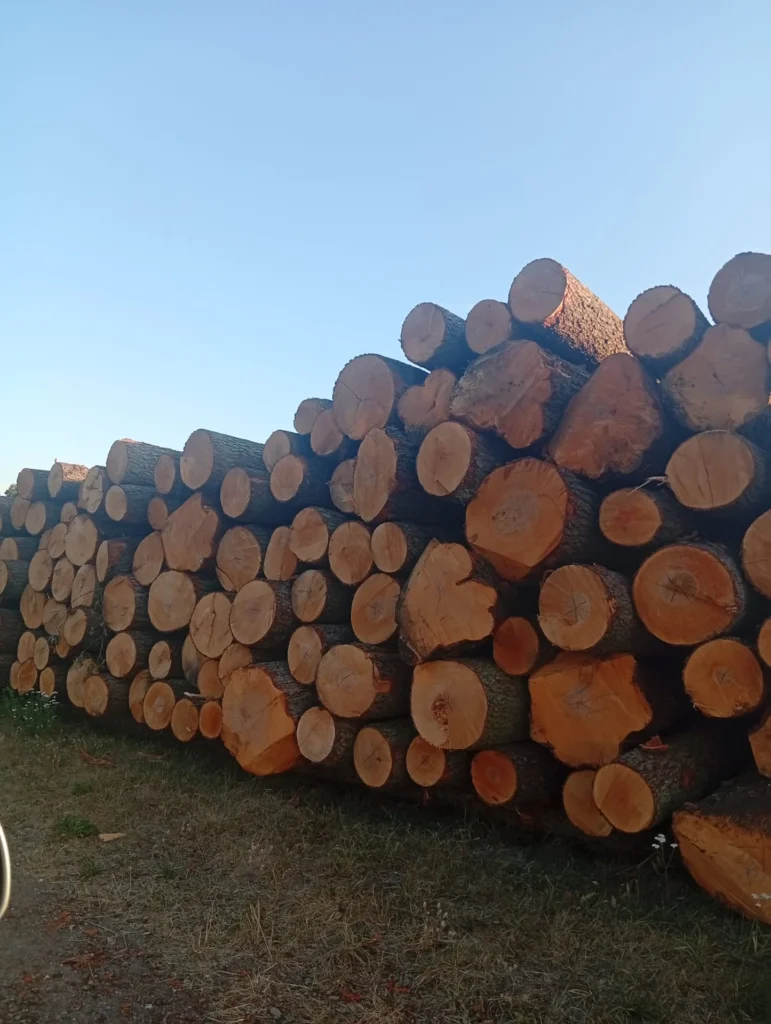 OLCHA – kłody tartaczne, długość 4 m – SPRZEDAM