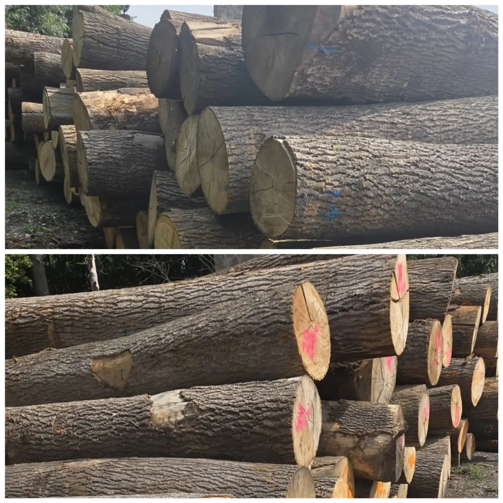 JESION – kłody tartaczne, długość 4 m – SPRZEDAM