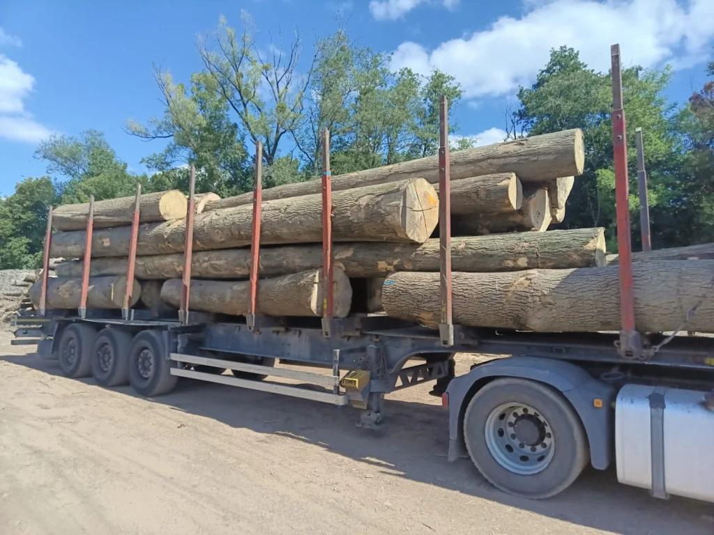 JESION – drewno tartaczne, długość 2,5-11 m – SPRZEDAM