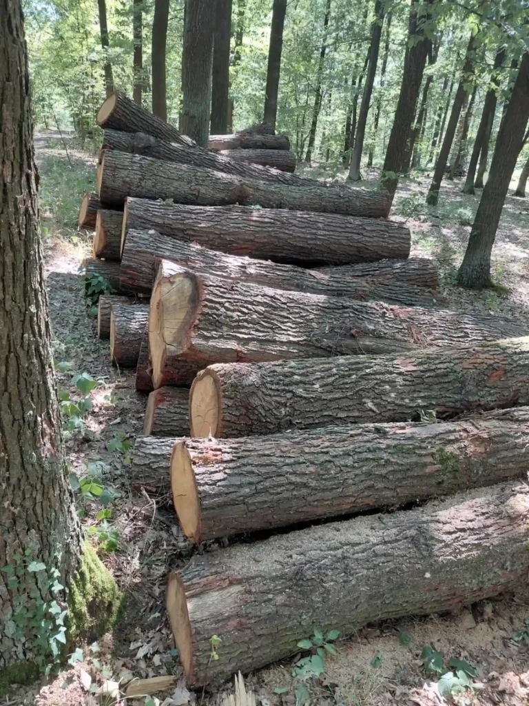 DĄB – kłody tartaczne, długość 2,5 m – SPRZEDAM