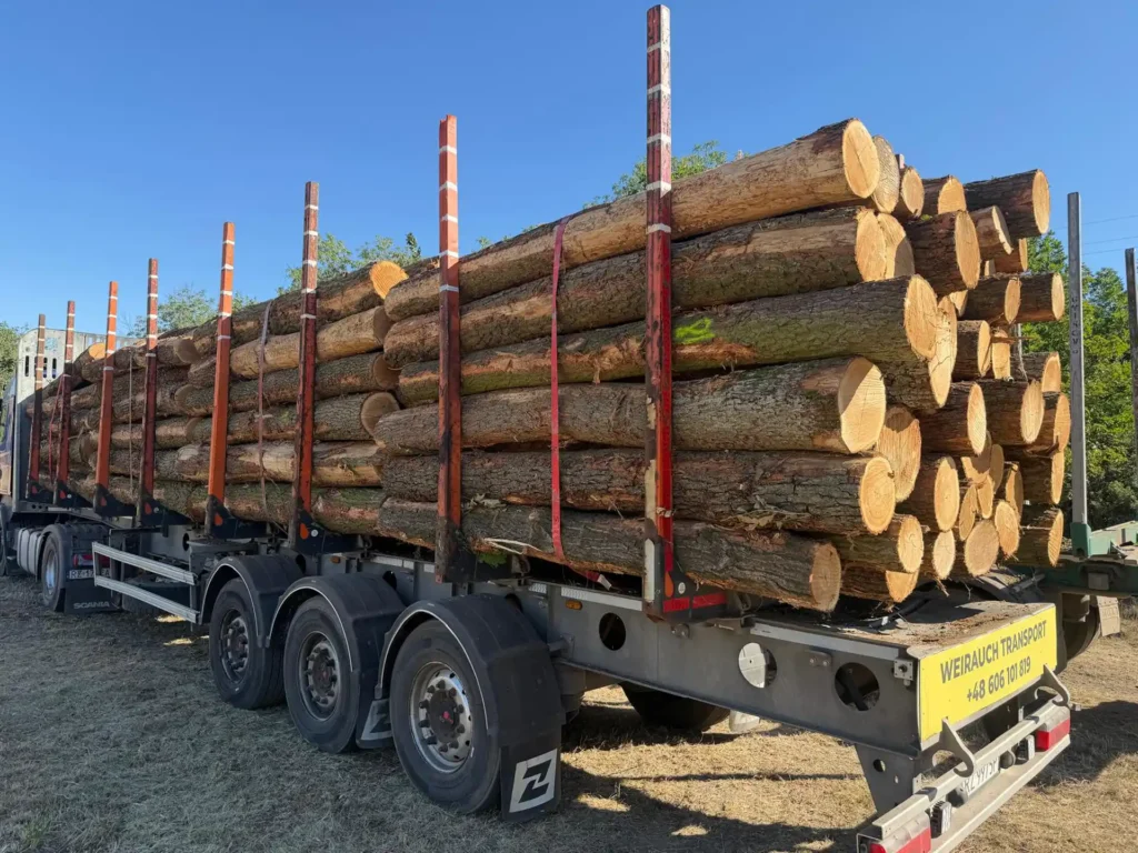 DĄB – kłody tartaczne, długość 3 m – SPRZEDAM