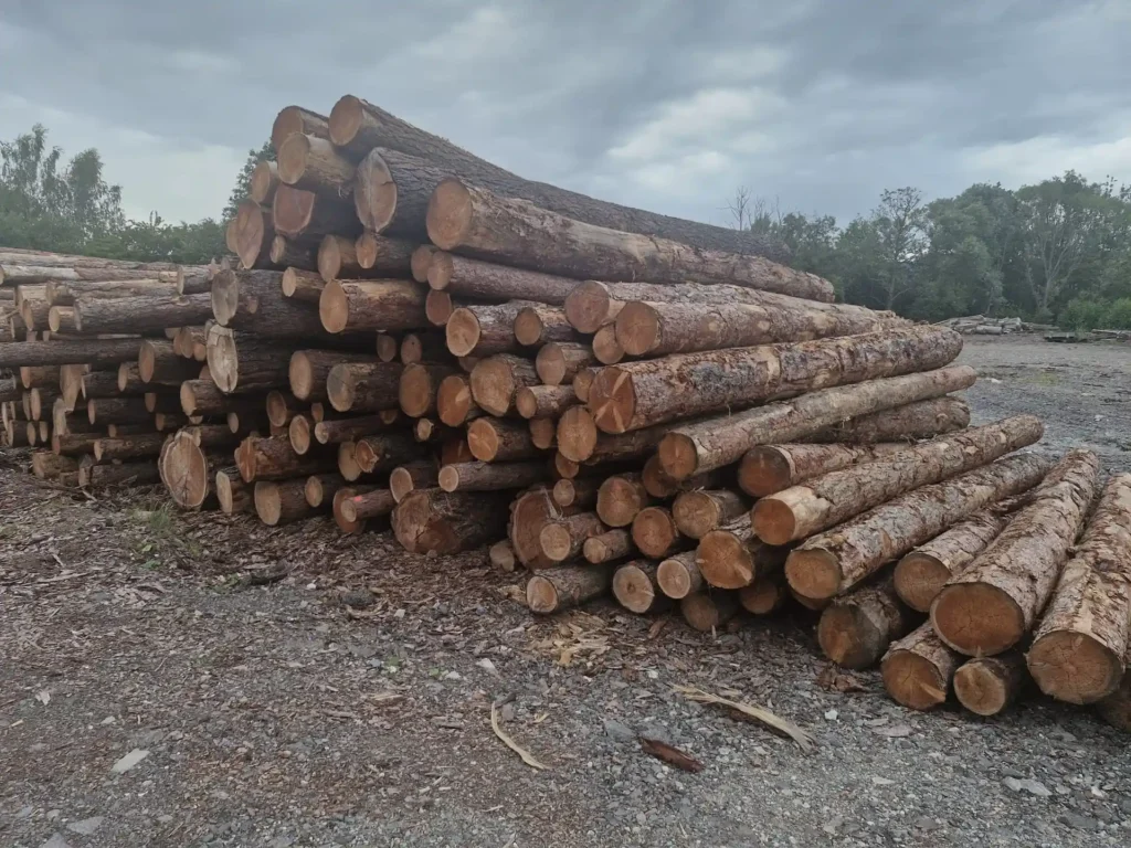MODRZEW – kłody tartaczne, długość 5 m – SPRZEDAM