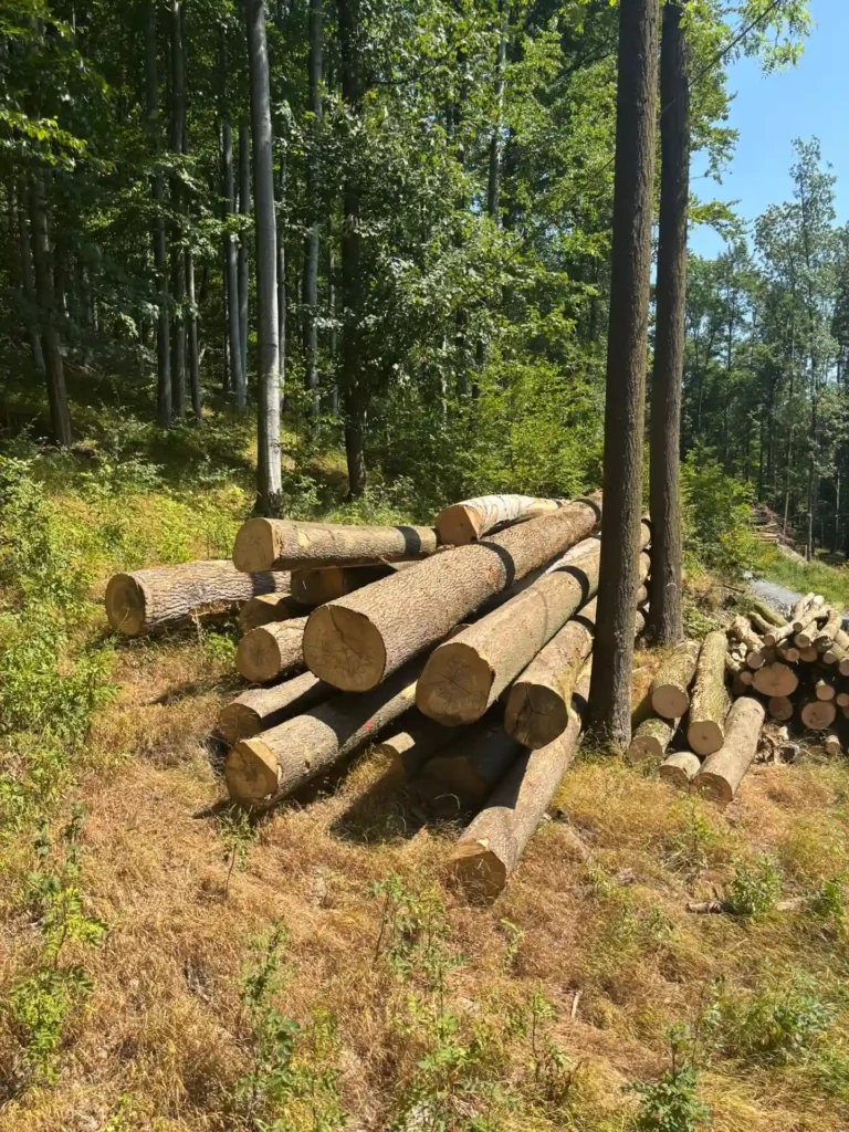 JESION – dłużyce tartaczne, długość 8/10/12 m – SPRZEDAM