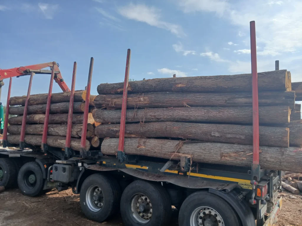 DĄB – kłody tartaczne, długość 4 m – SPRZEDAM