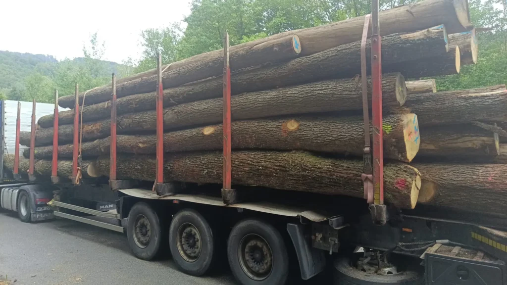 DĄB – drewno tartaczne, długość 4-12 m – SPRZEDAM