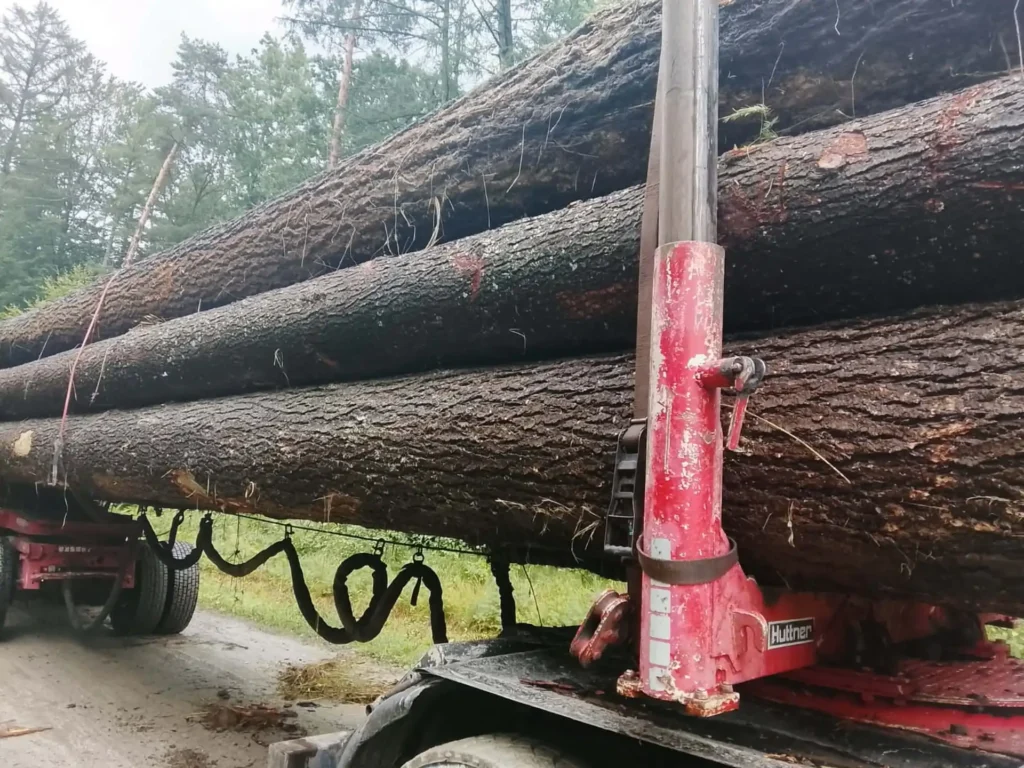 MODRZEW – dłużyce tartaczne, długość 12 m – SPRZEDAM